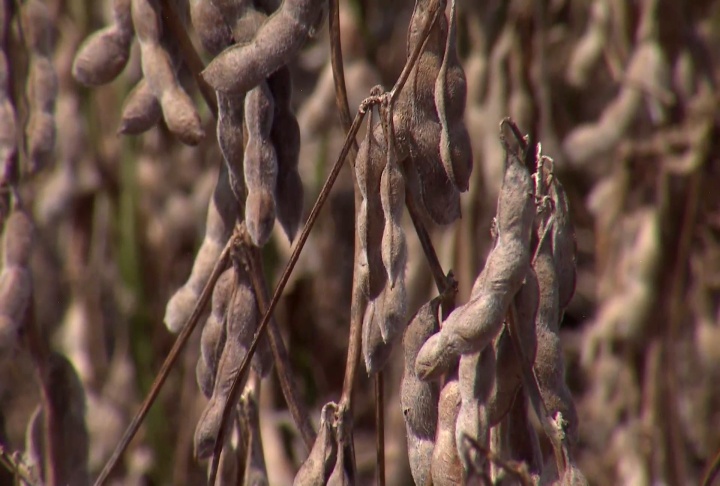 Soybean harvesting moving quickly